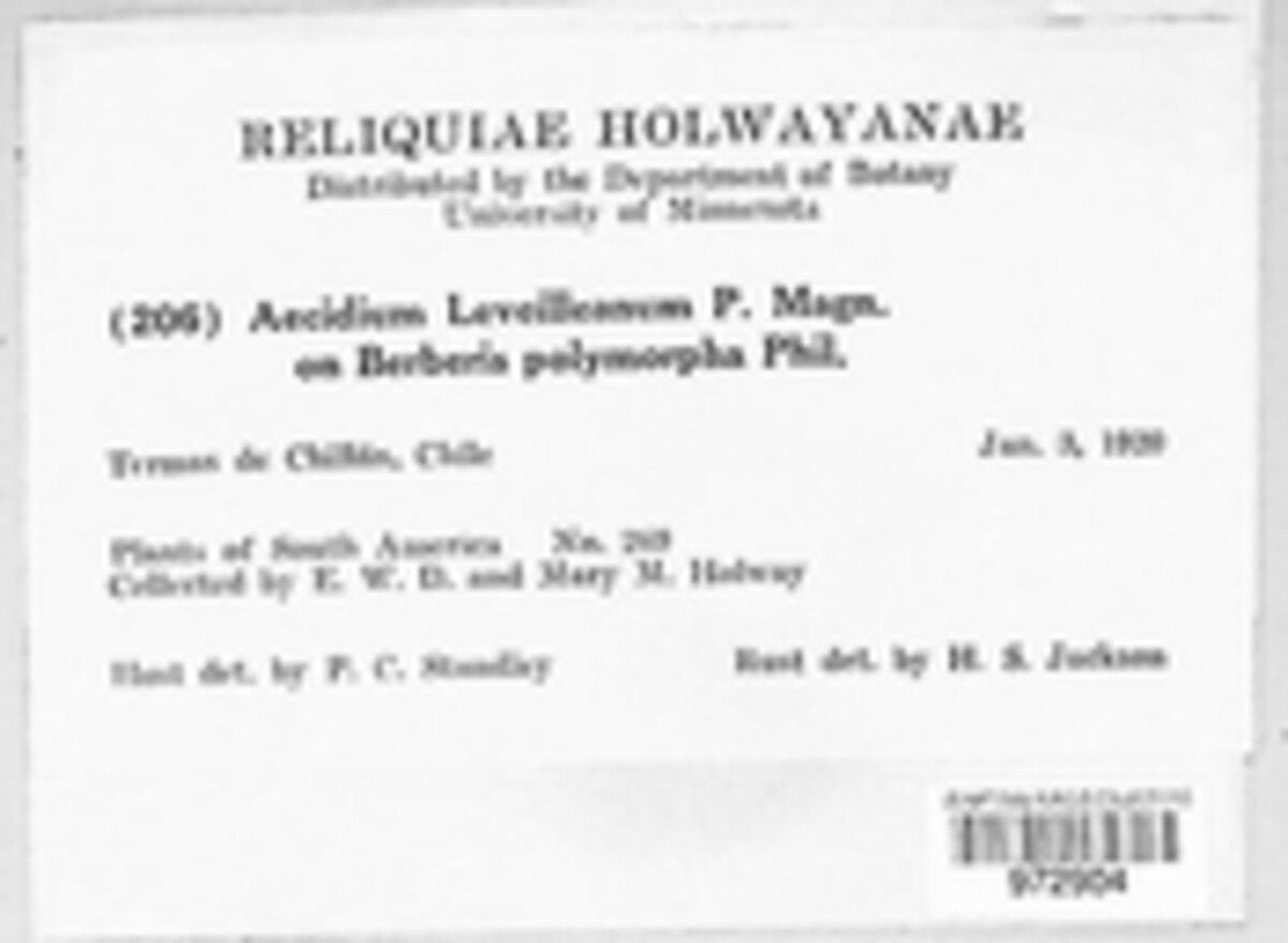 Aecidium leveilleanum image